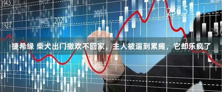 捷希缘 柴犬出门撒欢不回家，主人被遛到累瘫，它却乐疯了