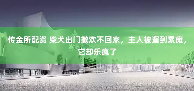 传金所配资 柴犬出门撒欢不回家，主人被遛到累瘫，它却乐疯了