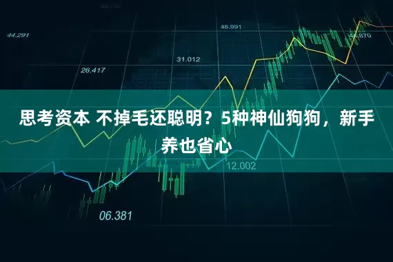 思考资本 不掉毛还聪明？5种神仙狗狗，新手养也省心