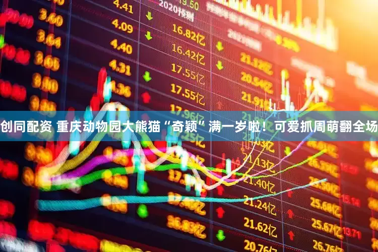 创同配资 重庆动物园大熊猫“奇颖”满一岁啦！可爱抓周萌翻全场